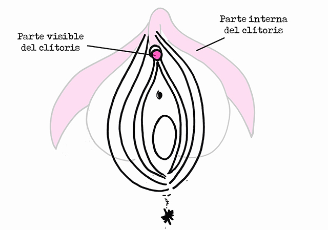 Clitoris drawing